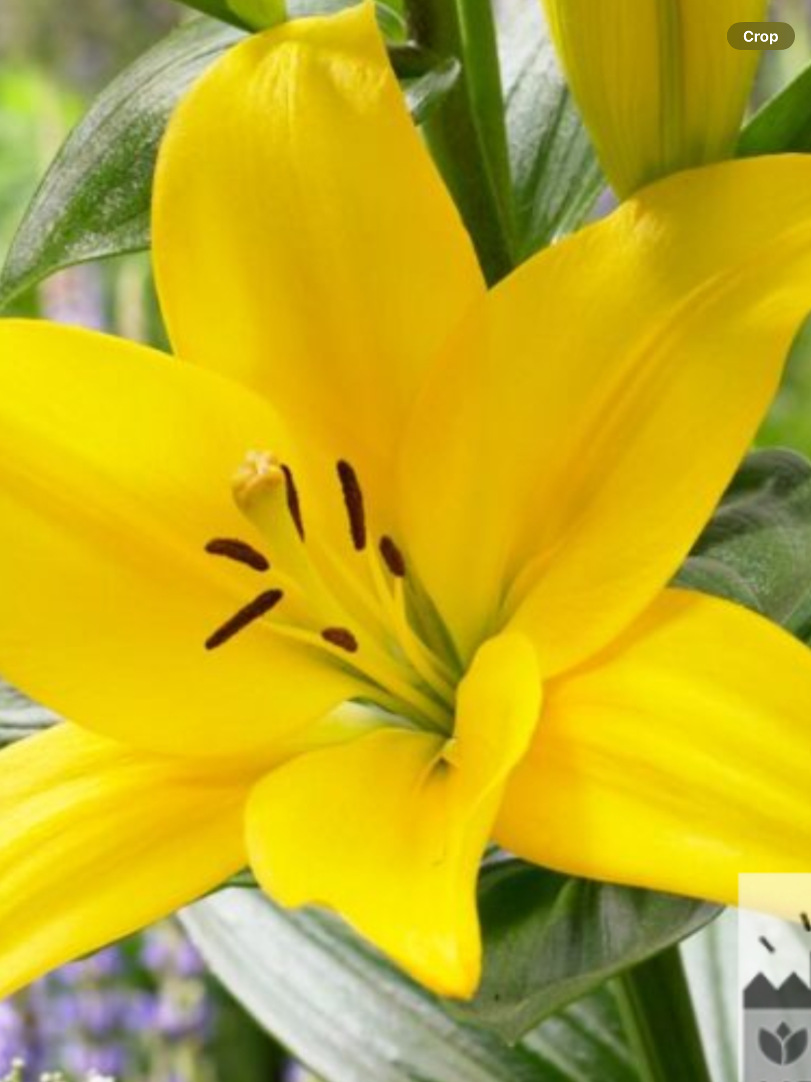 asiatic lily yellow county Lilium Asiactic Pavia (Yellow) – Laporte's Nursery & Greenhouses Inc