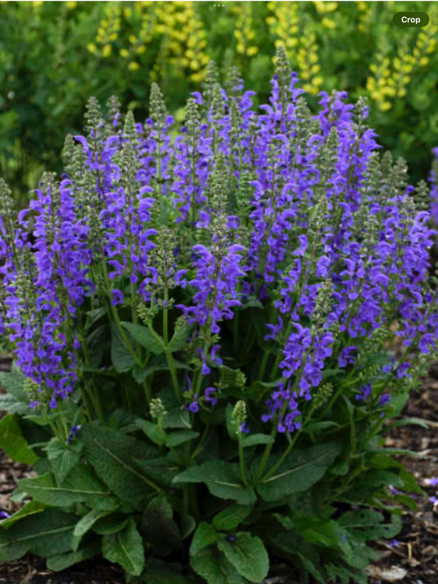 Salvia pratensis Midnight Model - 1 Gallon – Laporte's Nursery ...