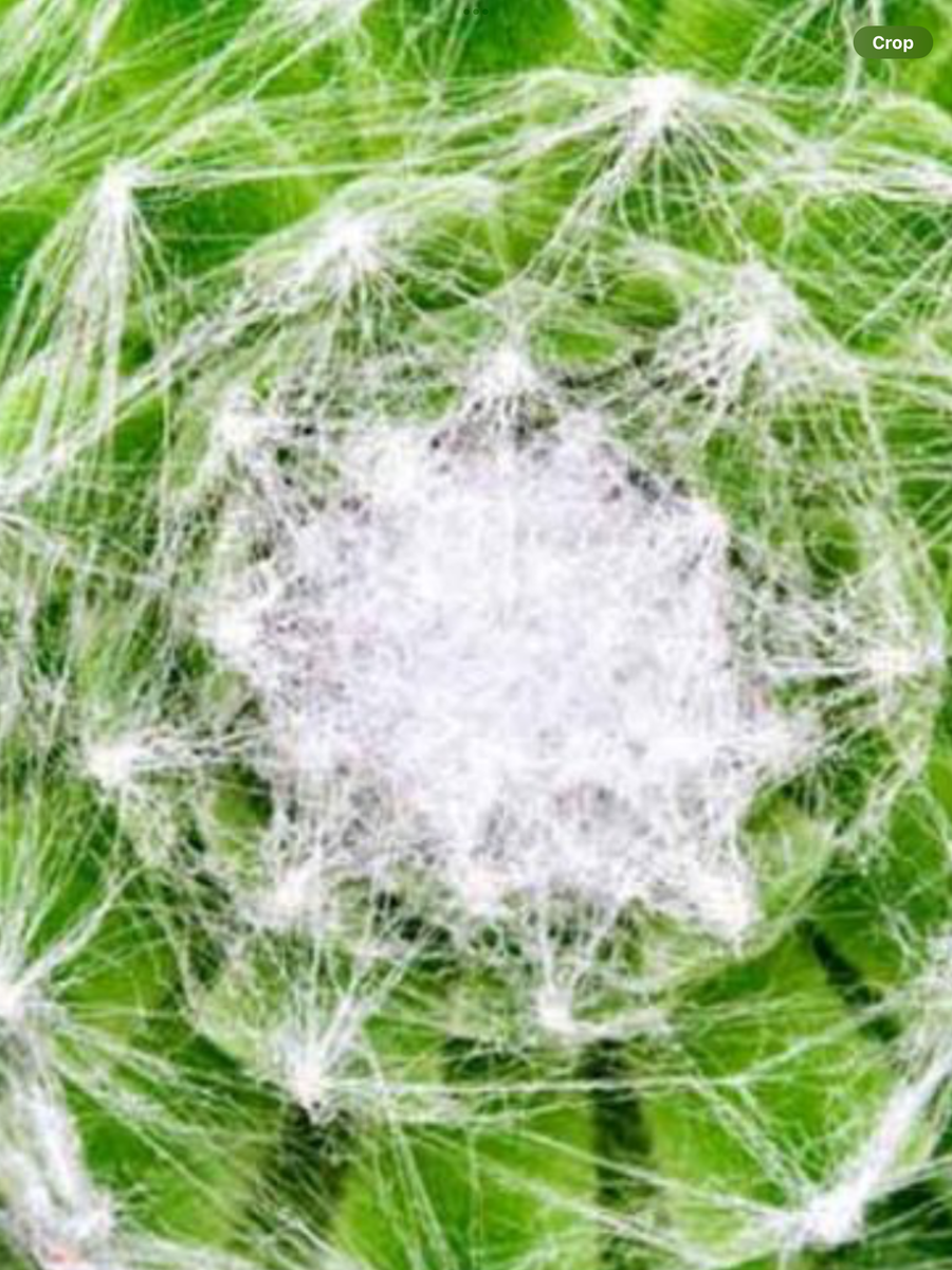Sempervivum Cobweb – Laporte's Nursery & Greenhouses Inc.