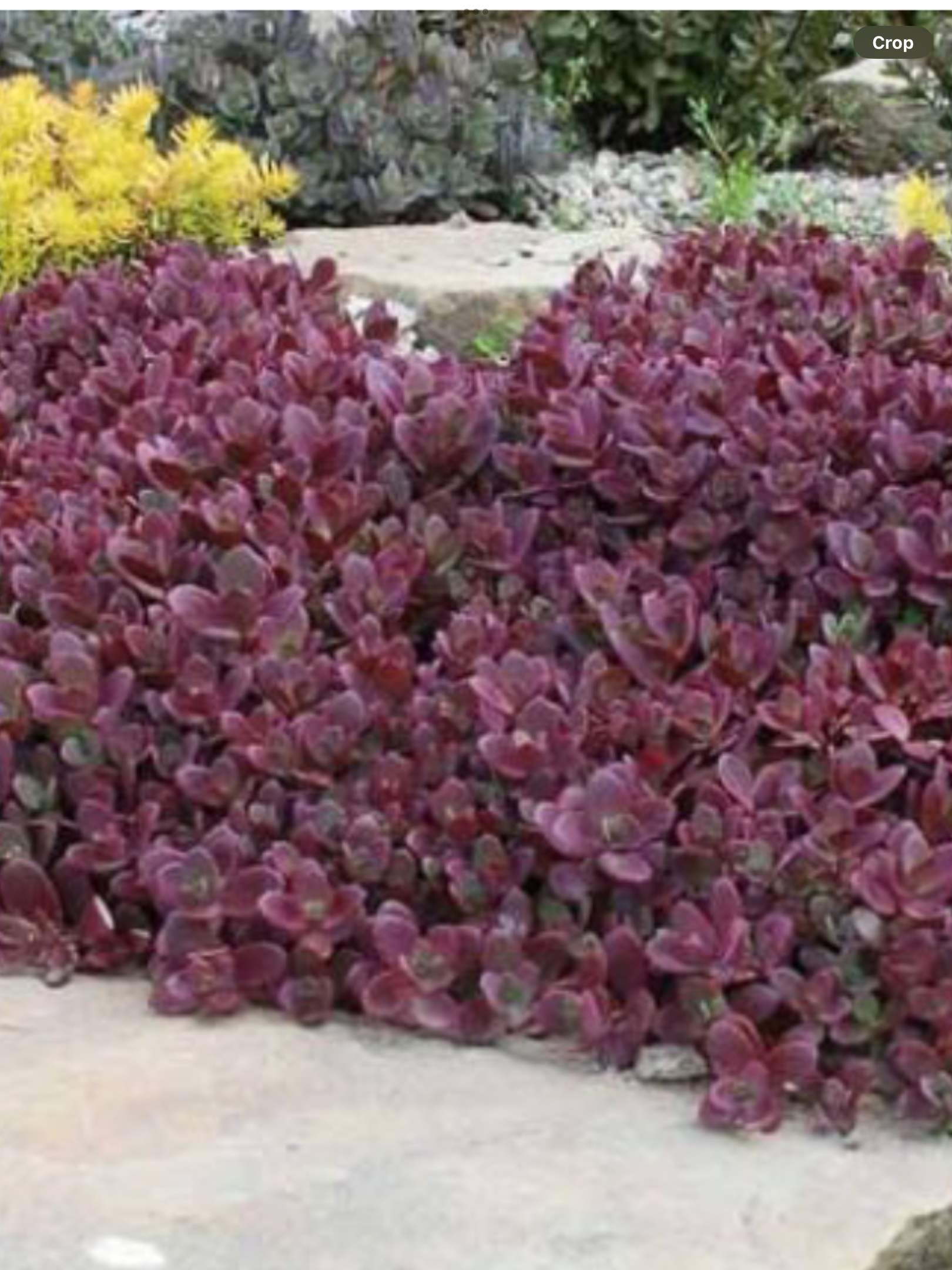 Products – Page 173 – Laporte's Nursery & Greenhouses Inc.