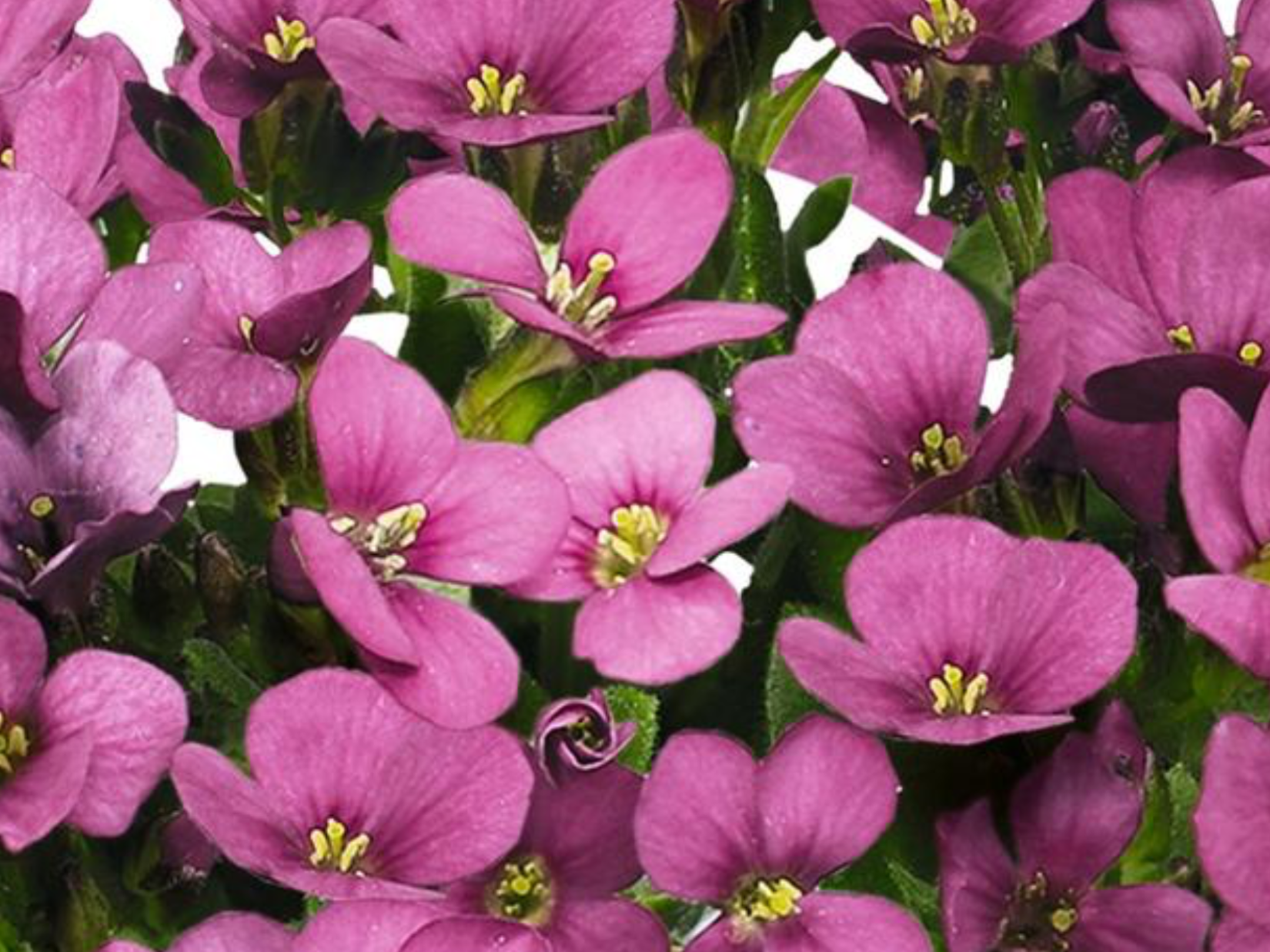 Wall Cress - Catwalk Pink