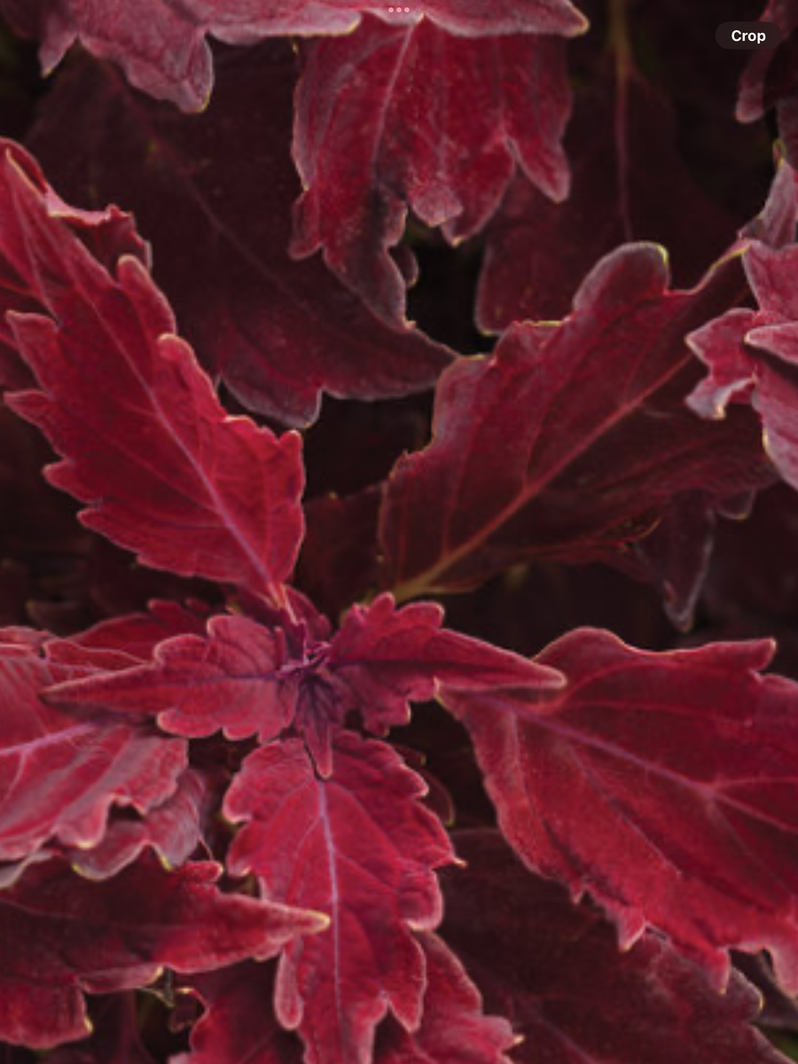 ColorBlaze® Royale Cherry Brandy® Coleus scutellarioides – Laporte's ...
