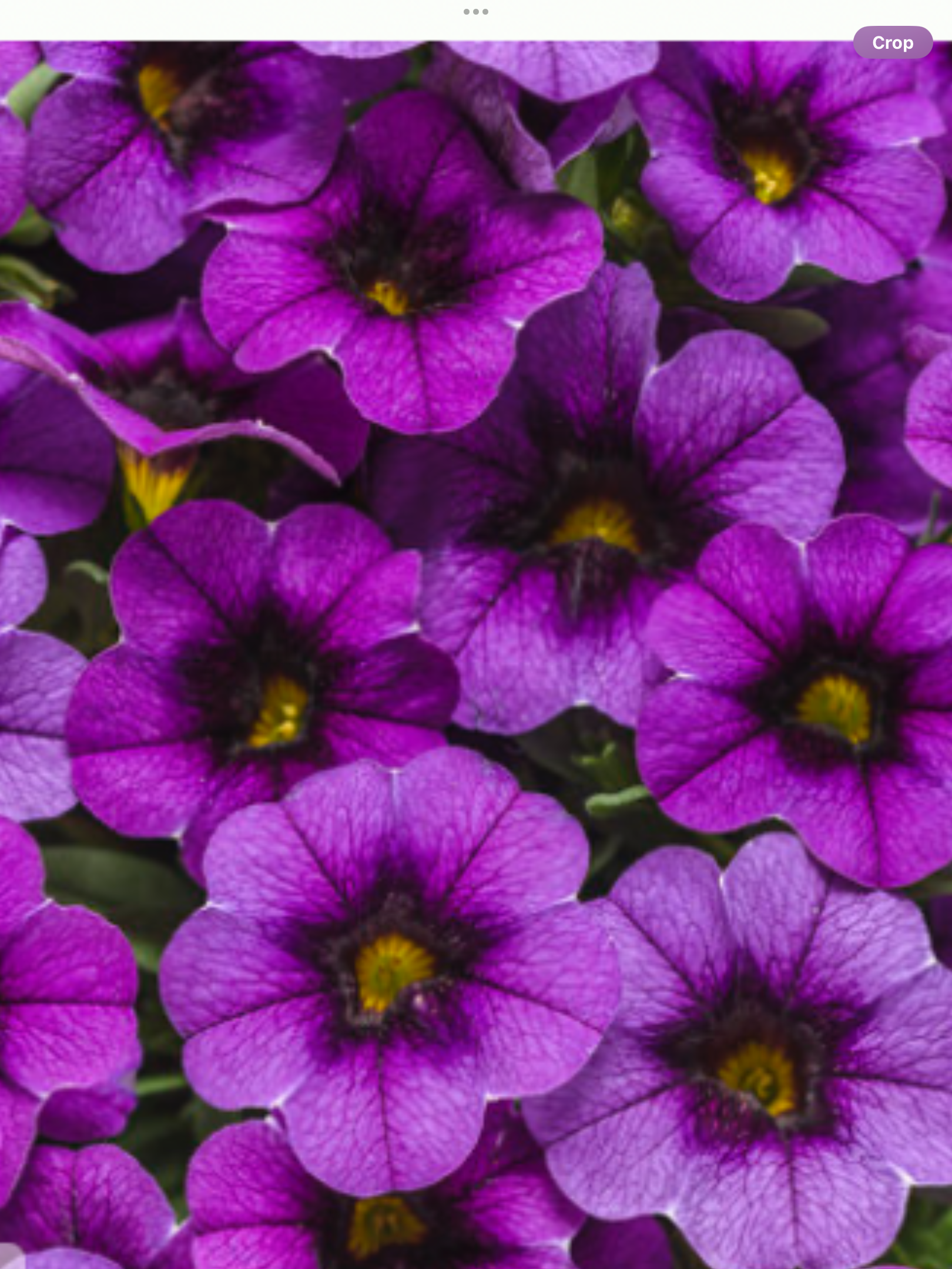 Superbells® Grape Punch™ Calibrachoa hybrid – Laporte's Nursery Superbells® Grape Punch™ Calibrachoa hybrid – Laporte's Nursery