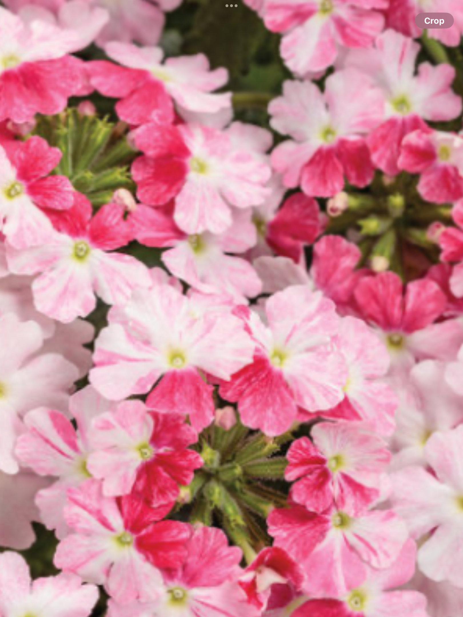 Superbena Sparkling® Rosé Verbena hybrid – Laporte's Nursery Superbena Sparkling® Rosé Verbena hybrid – Laporte's Nursery