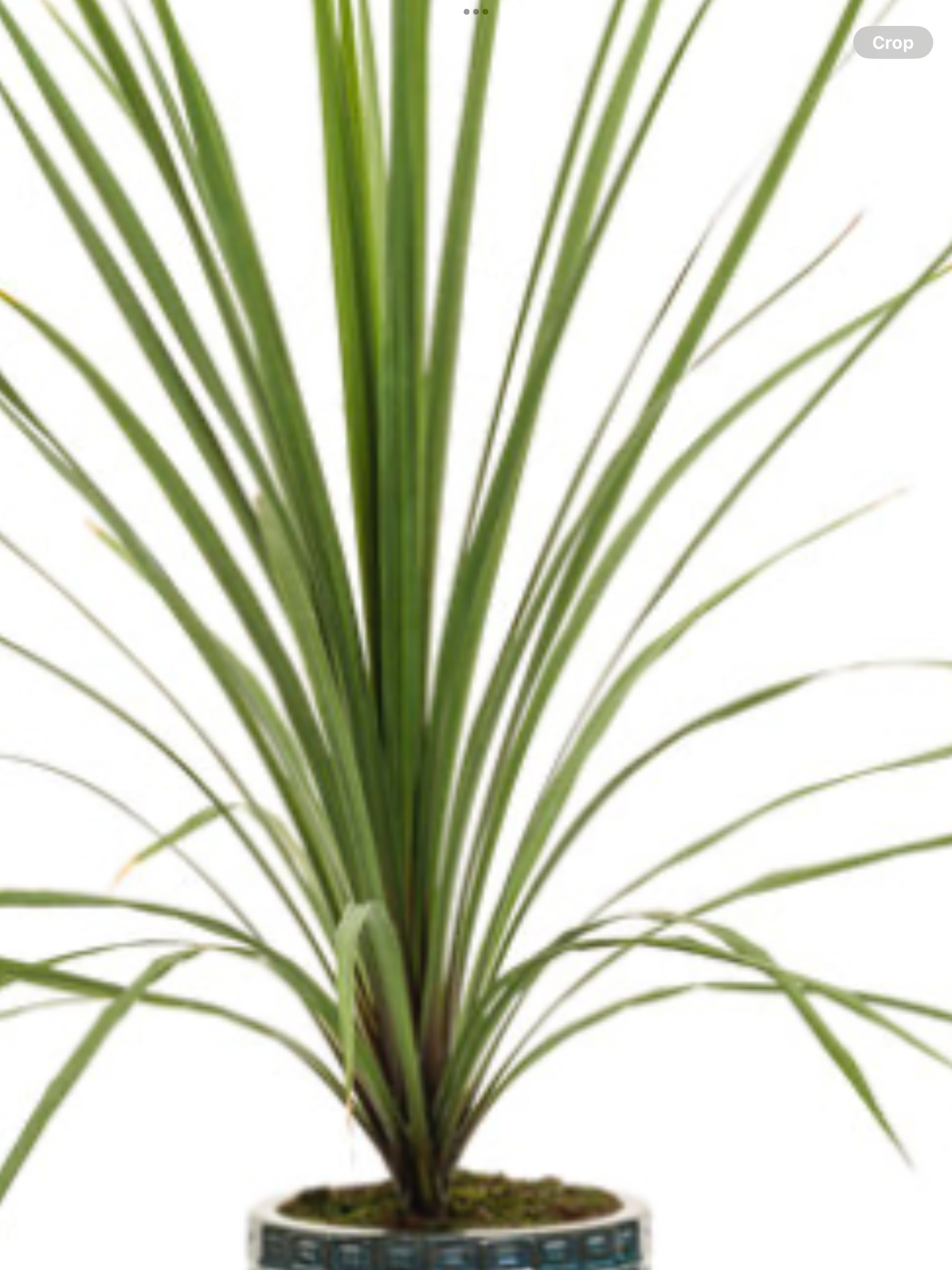 dracaena spike height Spikes, Dracaena indivisa