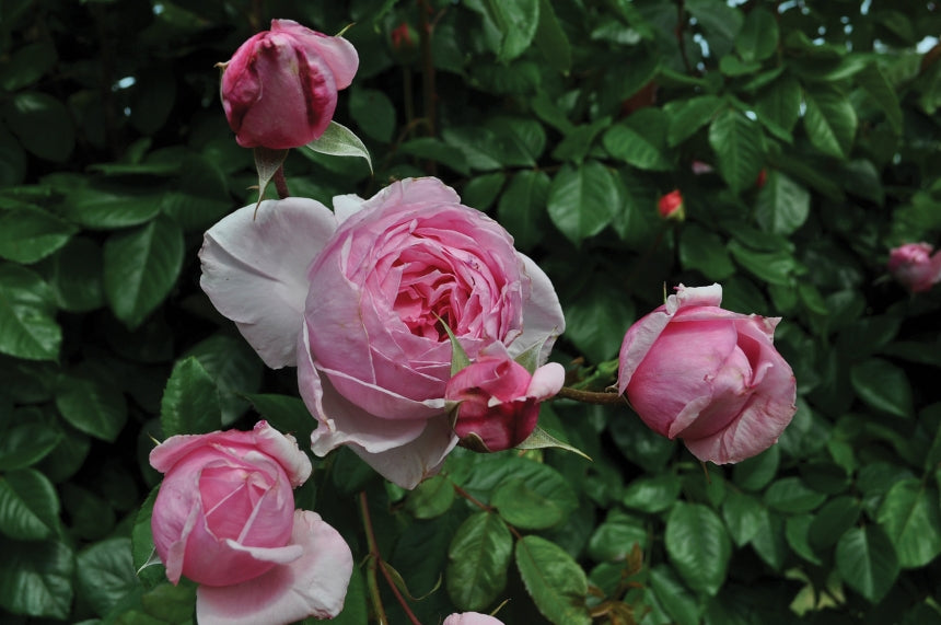 Roses – Laporte's Nursery & Greenhouses Inc.