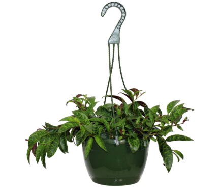 lipstick plant hanging basket Aeschynanthus Black Pagoda Hanging Basket – Laporte's Nursery & Greenhouses  Inc