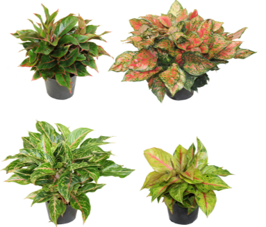 Aglaonema Coloured Assorted Varieties