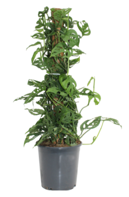 stake monstera adansonii Monstera Adansonii with Coco Stake – Laporte's Nursery & Greenhouses Inc