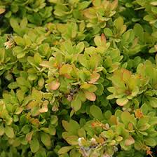 Barberry 'Sunsation' – Laporte's Nursery & Greenhouses Inc.