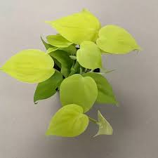 philodendron prismacolor Prismacolor™ Lemon Lime Lemon Lime Philodendron Philodendron hybrid – Laporte's Nursery & Greenhouses Inc