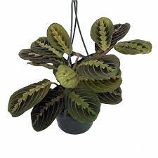red prayer plant hanging Prayer Plant 'Red' Hanging Basket – Laporte's Nursery & Greenhouses Inc