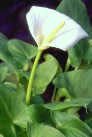 White Arum Lily Trop Shallow Water 4