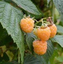 Raspberry 'Fall Gold' - 1Gal – Laporte's Nursery & Greenhouses Inc.