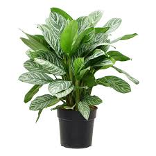 休日価格✴︎Aglaonema 'stripes' curtisii×Manila Aglaonema Stripes – Laporte's Nursery & Greenhouses Inc.