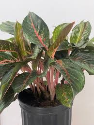 aglaonema 'red emerald Aglaonema Red Emerald – Laporte's Nursery & Greenhouses Inc
