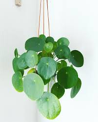 chinese money plant canada Pilea 'Chinese Money Plant' Hanging Basket – Laporte's Nursery & Greenhouses Inc