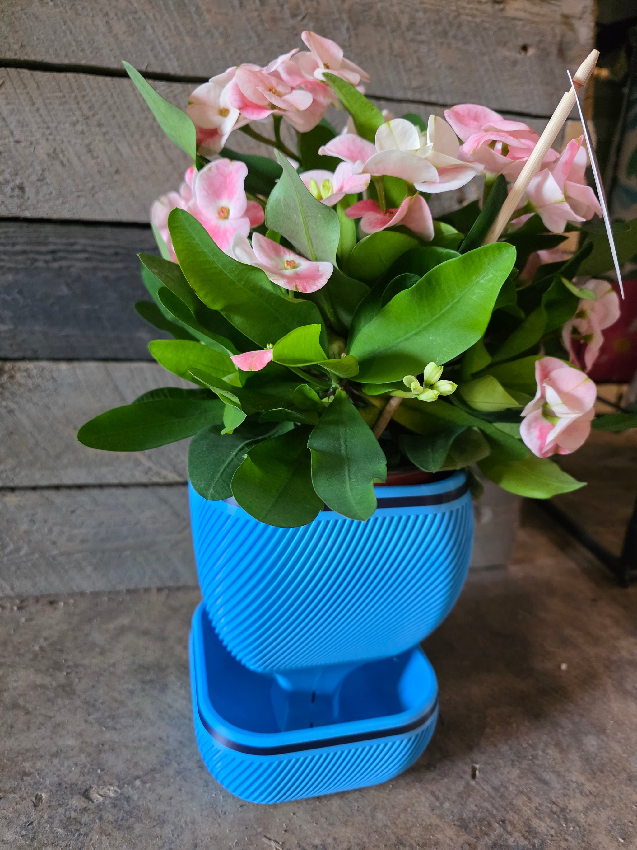 3D Printed Self-Watering Plant Pot 5.5