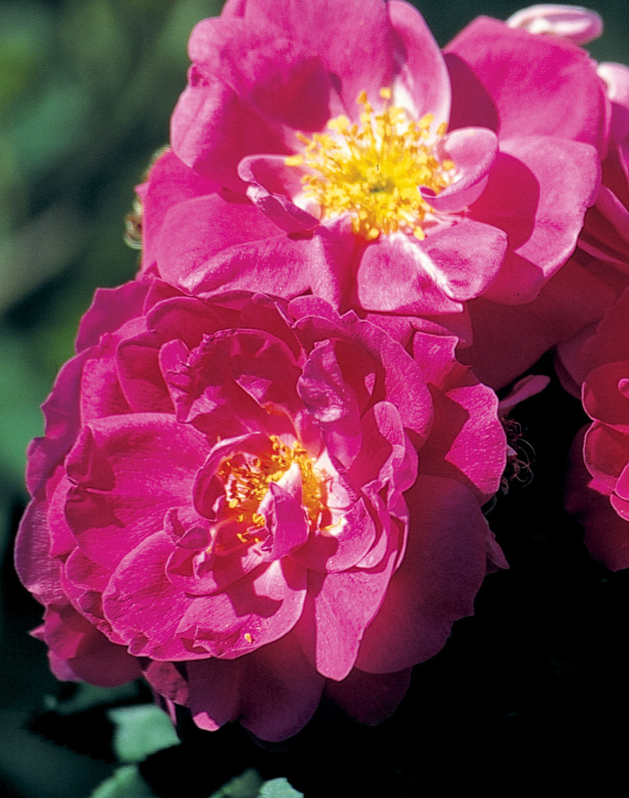 Roses – Laporte's Nursery & Greenhouses Inc.