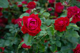 Rose 'Canadian Shield 49th Parallel' 3Gal – Laporte's Nursery ...