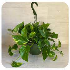 6.5 HB Pothos, Golden/Hawaiian - PAK 6 – Colasanti Farms